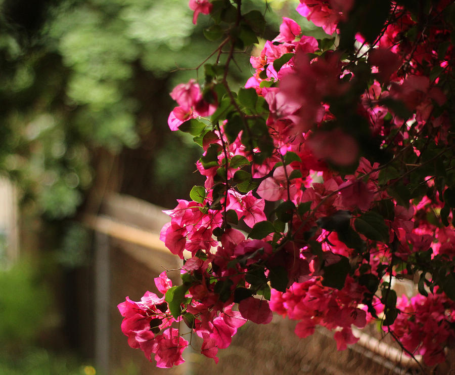 Bougainvillea Photograph by Brian Gerson | Fine Art America