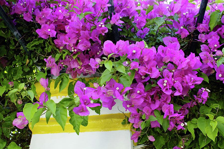 Bougainvillea Flowers Photograph by Tony Craddock/science Photo Library ...