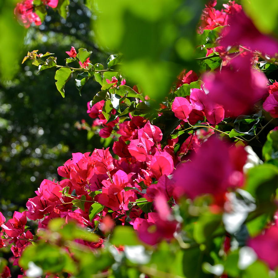 Bougainvillea in Fantastic Color Photograph by Kirsten Giving