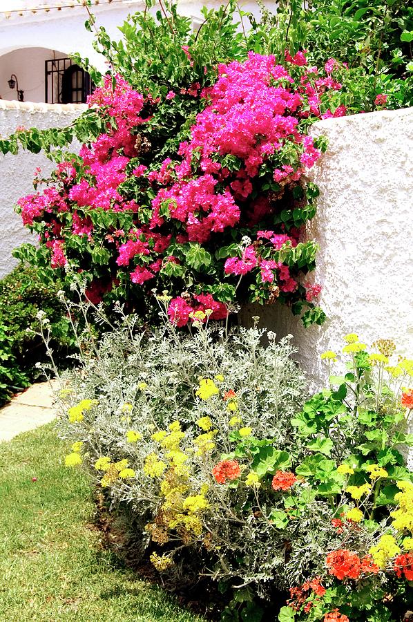 Bougainvillea In Mixed Flowerbed In Spain Photograph by Brian Gadsby ...