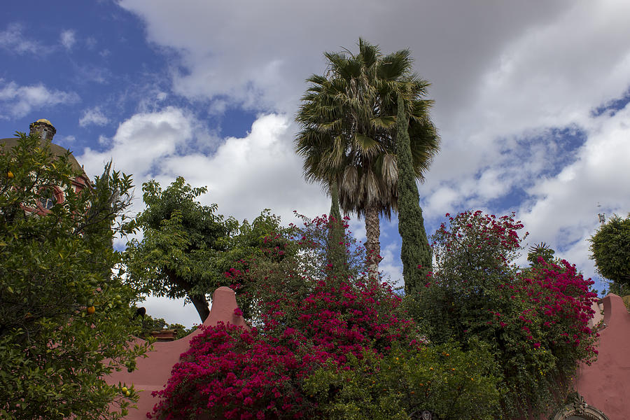 Bougainvillea In San Miguel De Allende Photograph