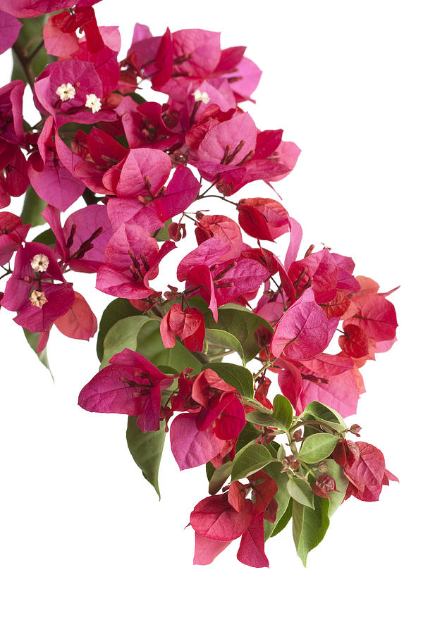 Bougainvillea (Isolated) Photograph by MarsBars