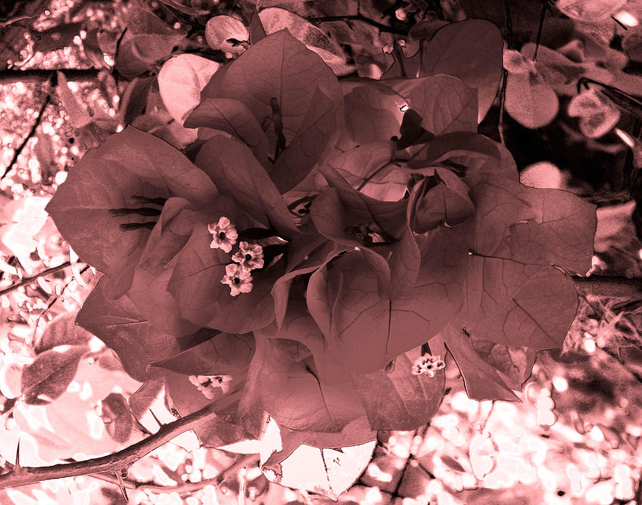 Flowers Still Life Photograph - Bougainvillea Monochrome by Christy Usilton