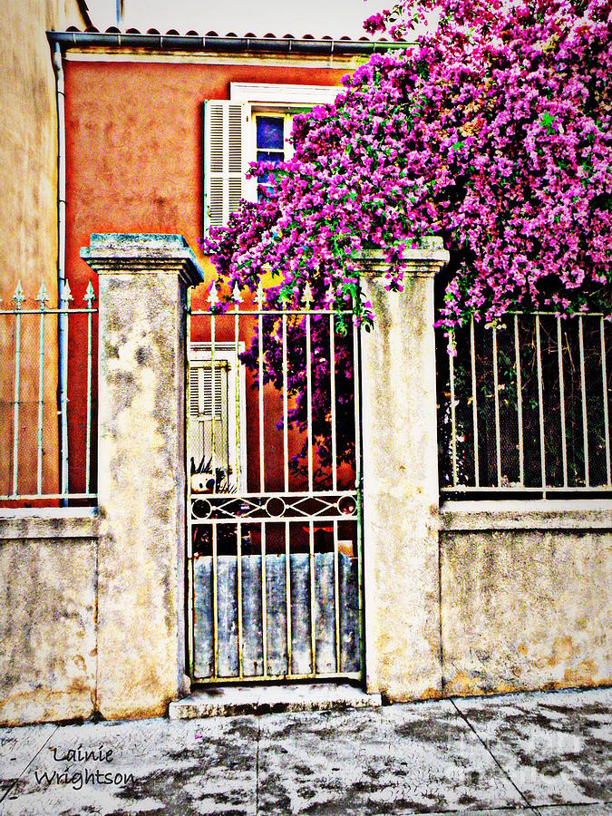 Bougainvillea on the Fence Photograph by Lainie Wrightson