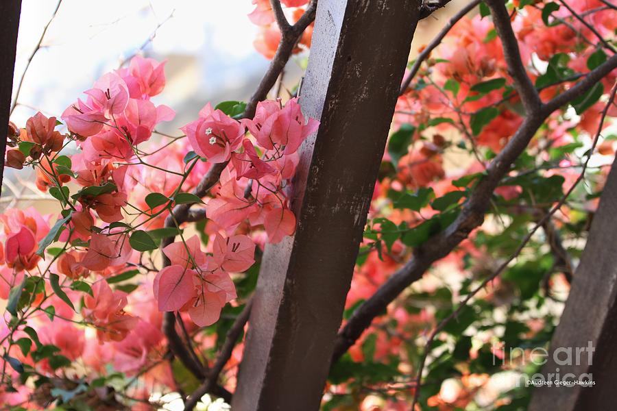 Flowers Still Life Photograph - Bougainvillea on Trellis by Audreen Gieger