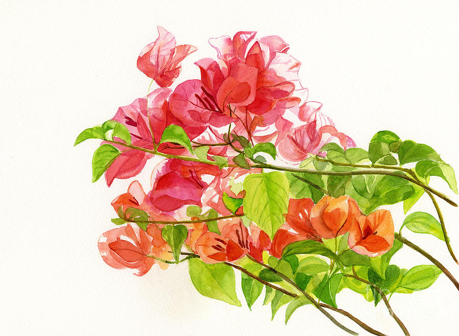 Bougainvillea On White Background Painting by Sharon Freeman