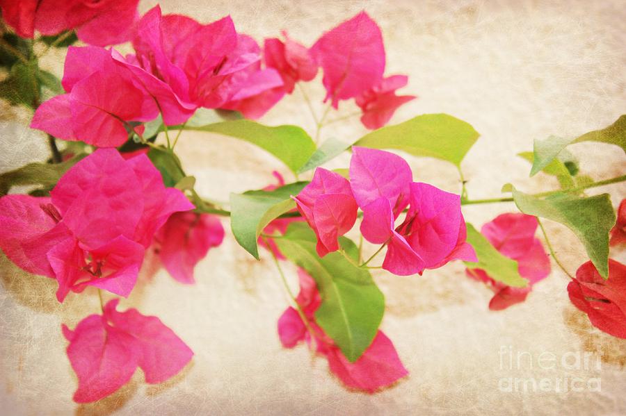 Bougainvillea Painted Photograph by Clare Bevan