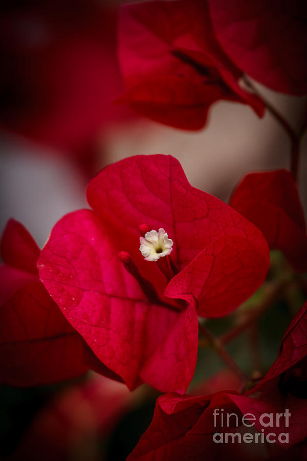 Nature Photograph - Bougainvillea by Robert Bales