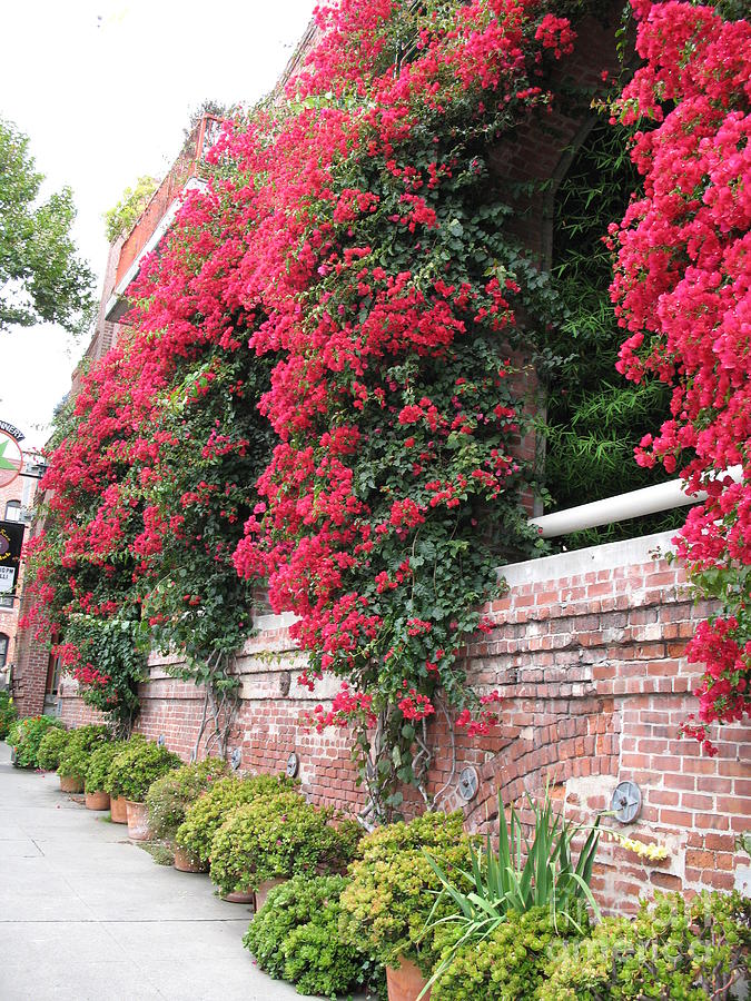 Bougainvillea Wall In San Francisco Photograph by Christiane Schulze Art And Photography