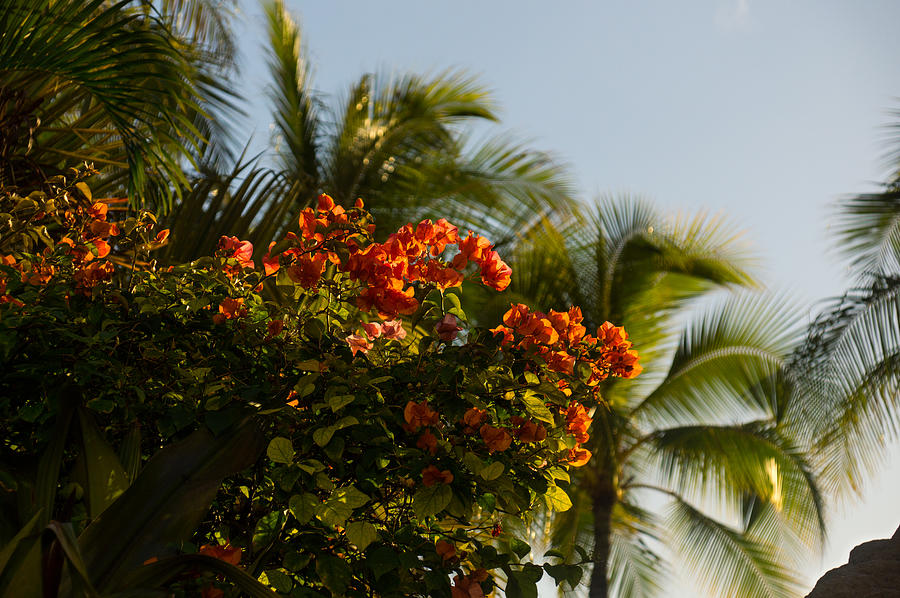 Bougainvilleas and Palm Trees Swaying in the Wind in Waikiki Honolulu Hawaii Photograph by Georgia Mizuleva