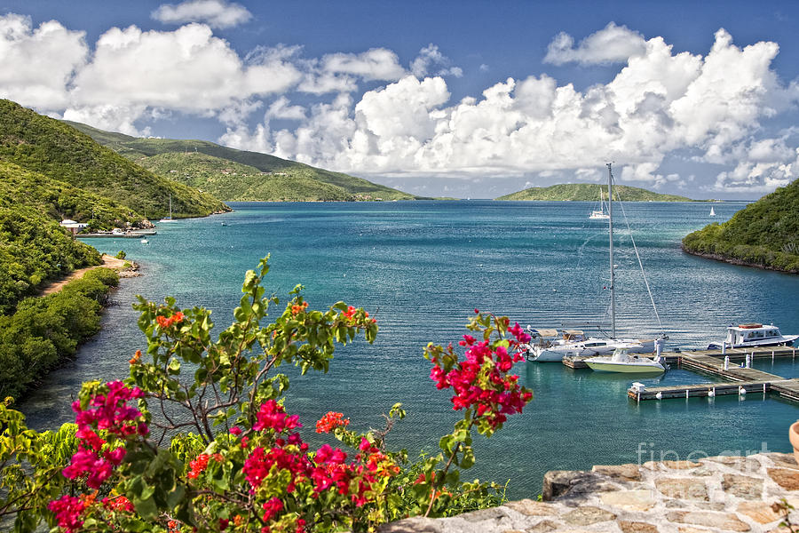 Bouganvilla In the BVI Photograph by Timothy Hacker