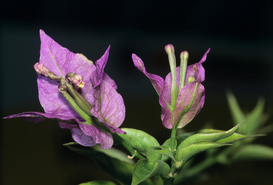 Nature Photograph - Bouganvillea Glabra Bracts by M F Merlet/science Photo Library