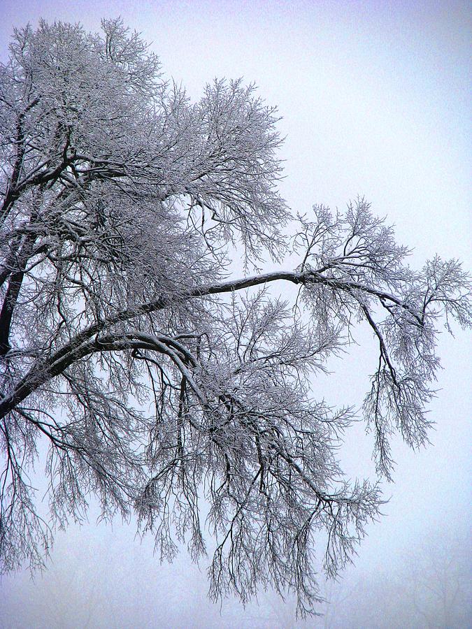 Bough To Winter Photograph by Angela Davies