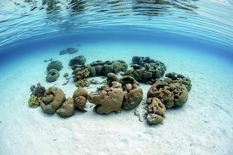 Boulder Corals Photograph by Ethan Daniels