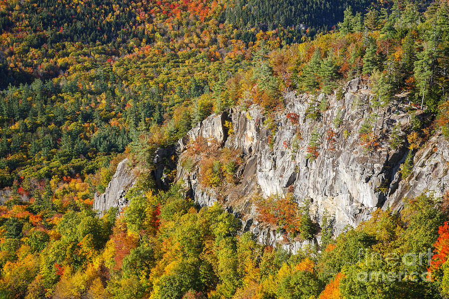 Boulder Loop Trail - White Mountains New Hampshire Photograph by Erin ...