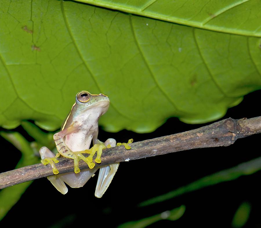 Boulengers Tree Frog Photograph by K Jayaram