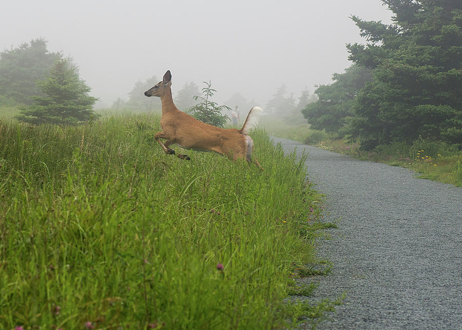 bouncy deer