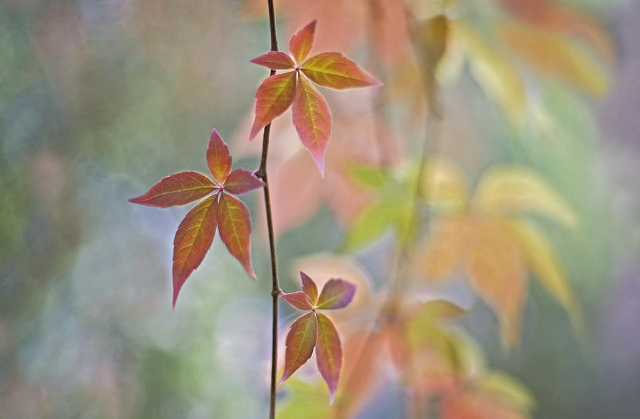 Bounteousness Of Autumn Photograph