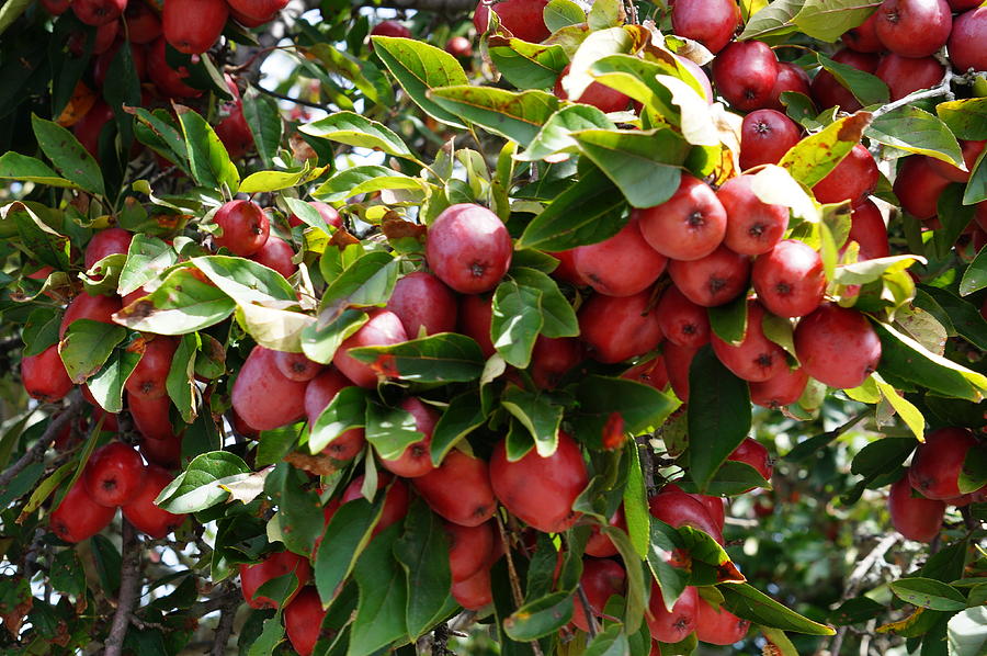 Bountiful Apple Tree Photograph by Zori Minkova - Fine Art America