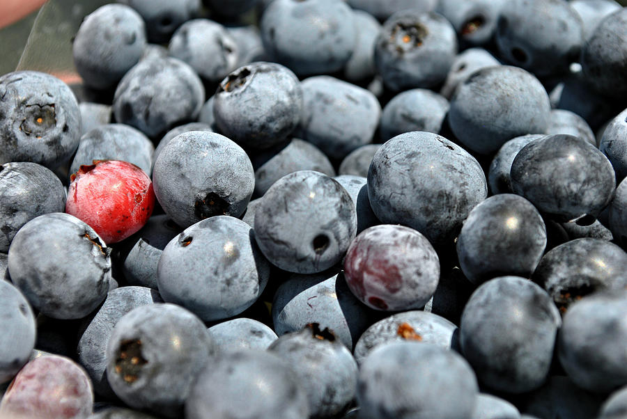 Bountiful Blueberries Photograph by Kelly Nowak
