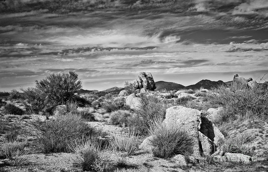Bountiful Sonoran  Desert in Black and White Photograph by Lee Craig
