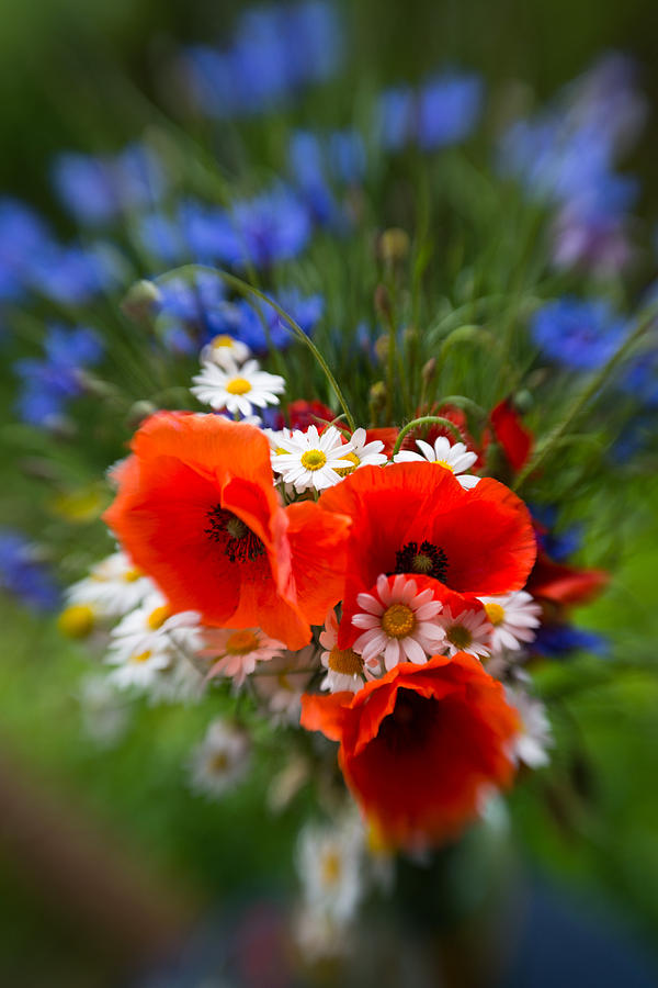 Bouquet of fresh poppies camomiles and cornflowers Photograph by Jaroslaw Blaminsky