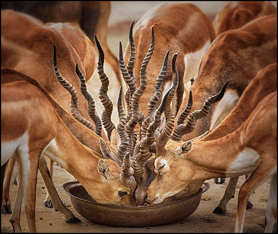 Animal Photograph - Bouqet Of Horns by Sayyed Nayyer Reza