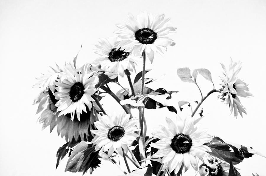 Bouquet in black and white Photograph by Emanuel Tanjala