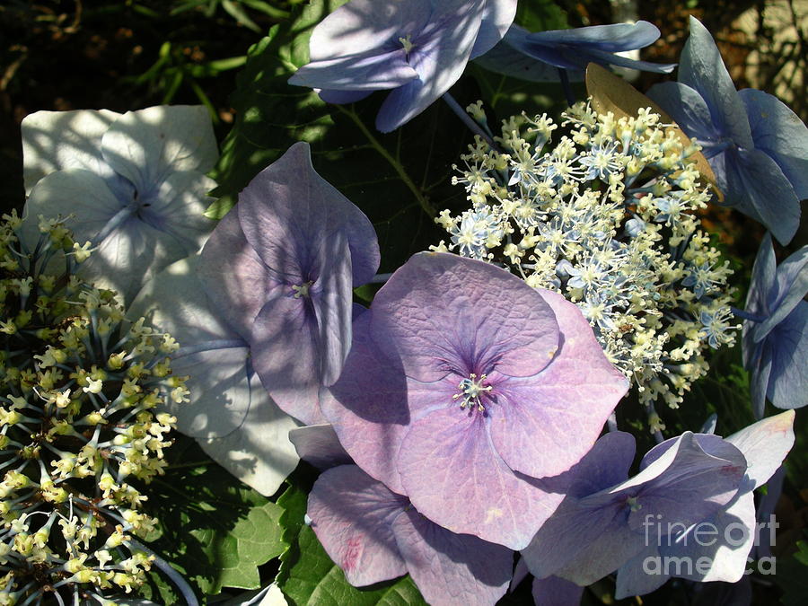 Bouquet Photograph by Mark Messenger