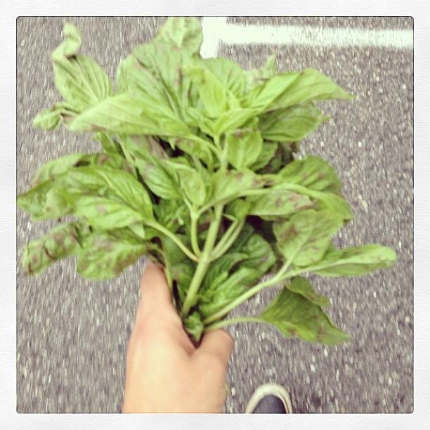 Bouquet Of Basil Photograph by B Saw