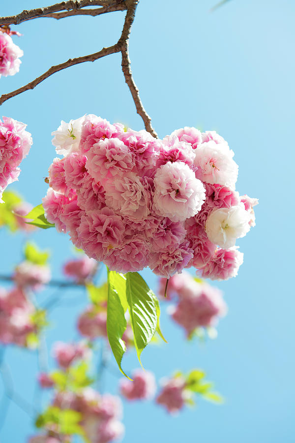 Bouquet Of Cherry Blossoms Photograph by I Love Photo And Apple.