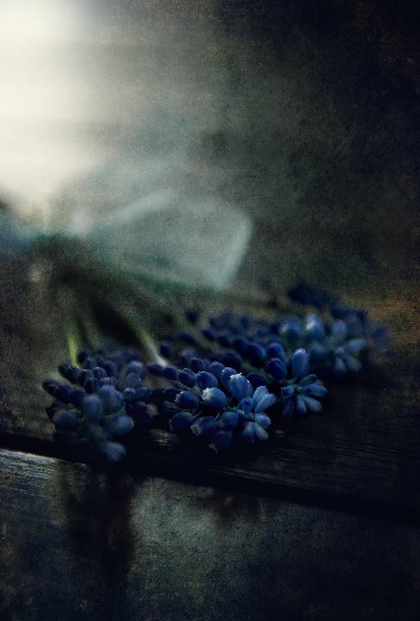 Bouquet of grape hyiacints on the dark textured surface Photograph by Jaroslaw Blaminsky