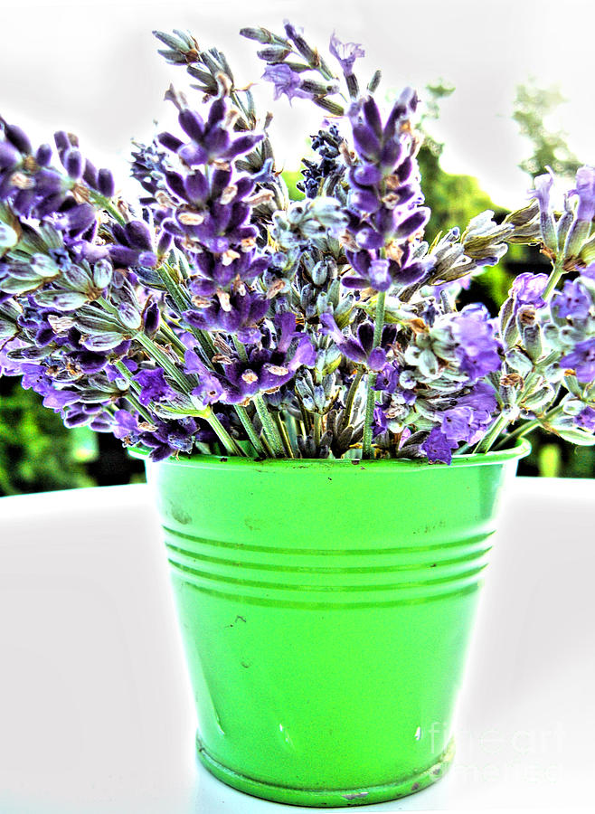 Bouquet Of Lavender Photograph by Nina Ficur Feenan