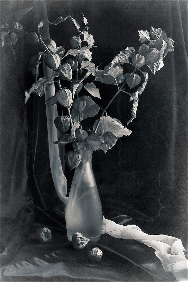 Bouquet of Physalis Photograph by Sviatlana Kandybovich