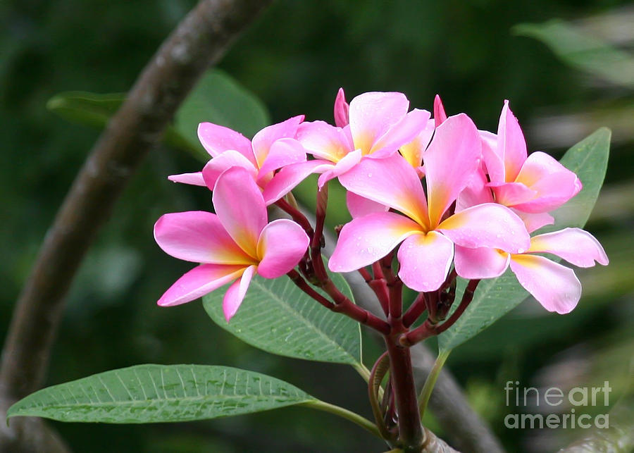 Bouquet of Pink Plumeria Photograph by Sabrina L Ryan
