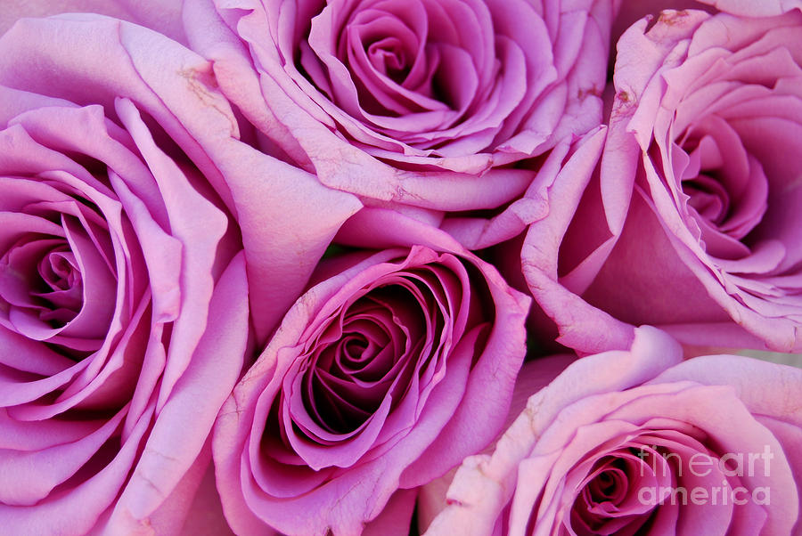 Bouquet of Pink Roses Photograph by Sabine Jacobs