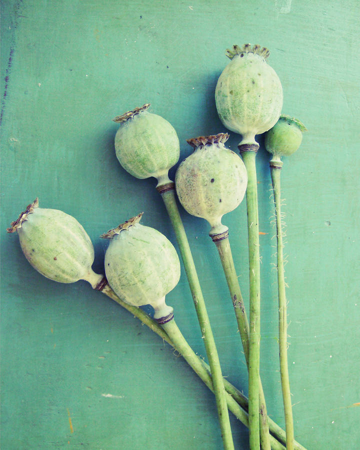 Bouquet of Pods Photograph by Lupen Grainne