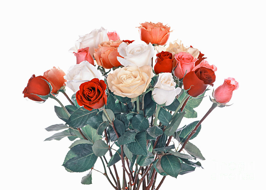 Bouquet Of Roses Photograph