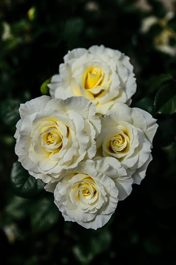 Bouquet of White Roses Photograph by John Haldane