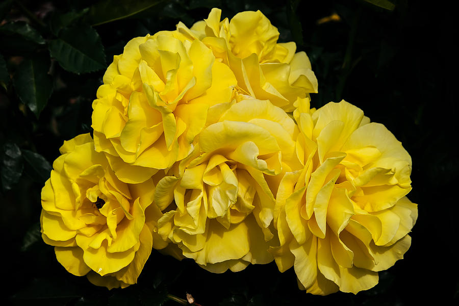 Bouquet of Yellow Roses Photograph by John Haldane