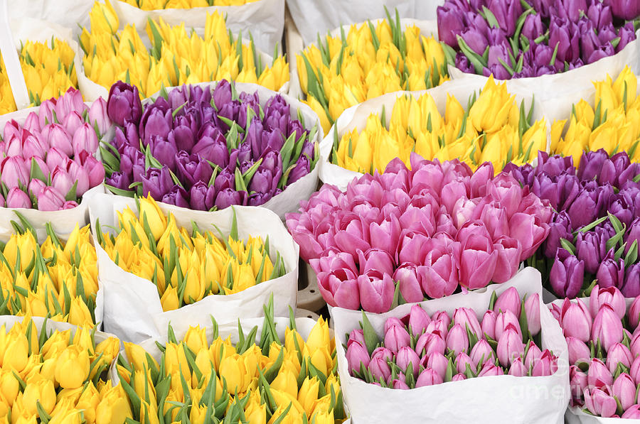 Amsterdam Photograph - Bouquets of tulip flowers at a flower market by Oscar Gutierrez