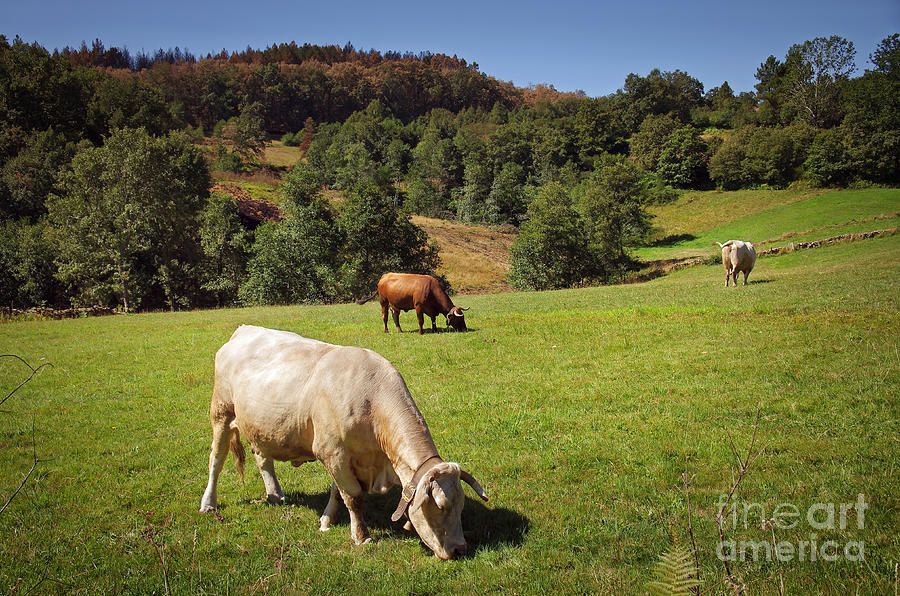 Bovine Cattle  Photograph by Carlos Caetano