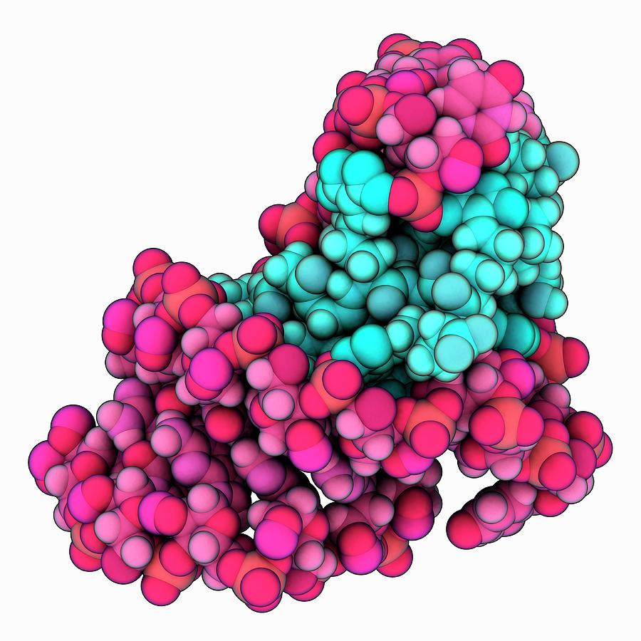 Bovine Immunodeficiency Virus (biv) Complex Photograph by Laguna Design/science Photo Library