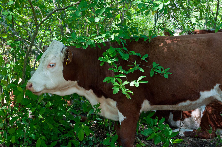 Bovine in the Shade Photograph by Tikvahs Hope