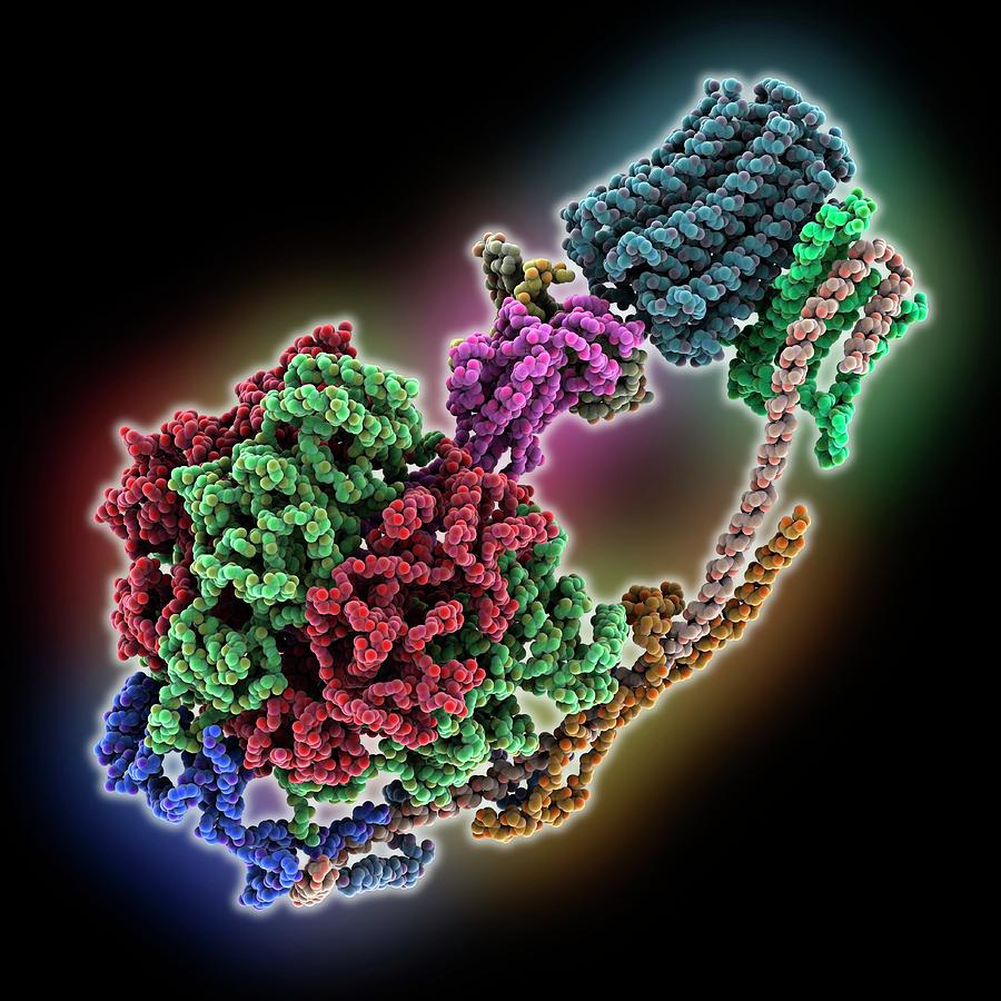 Bovine Mitochondrial Atp Synthase Photograph by Laguna Design/science Photo Library