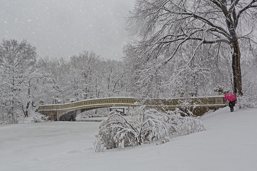 Bow Bridge In Central Park During Snowstorm Photograph by Susan Candelario