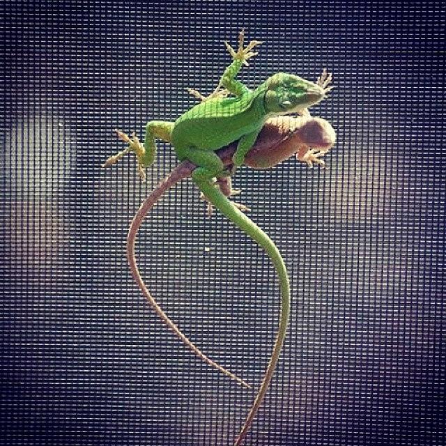 Lizards Photograph - Bow Chica Bow Ow. #lizards by Erin Mac