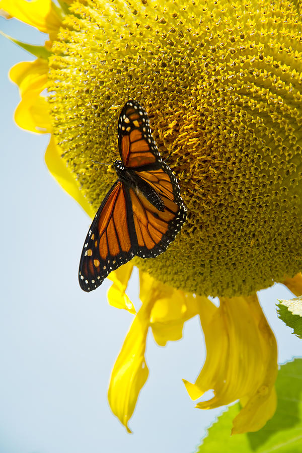 Bow To The Monarch Photograph By Sarina Cook - Fine Art America