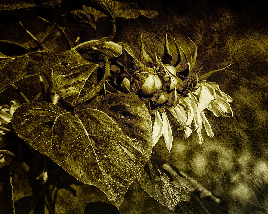 Sunflower Photograph - Bowed Not Broken by Sue Capuano