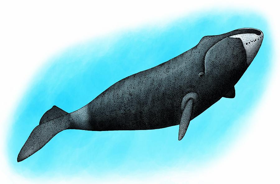Bowhead Whale Painting by Roger Hall
